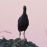 Photo of bird in the Philippines