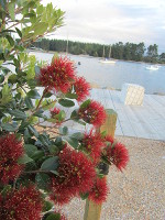 Photo of Pohutukawa tree in Mapua, New Zealand